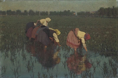 Le risaiuole