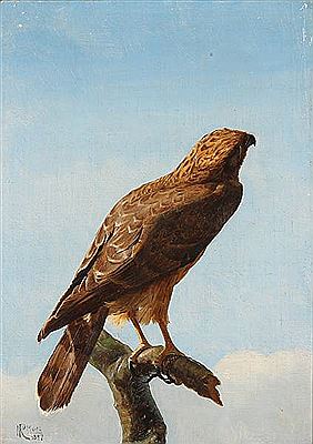 A common buzzard on the watch
