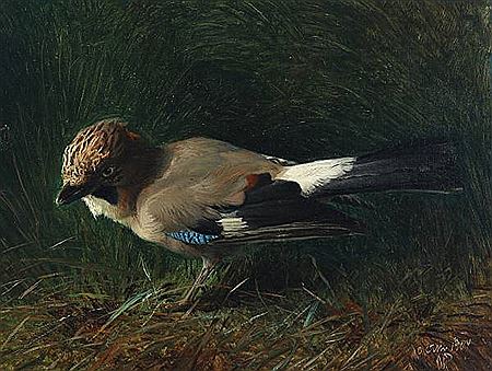 “Skovskade” (Eurasian jay)