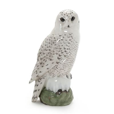 Snowy Owl