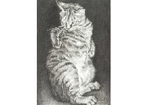Protest of Cat