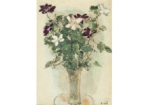 Clematis