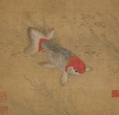Carp