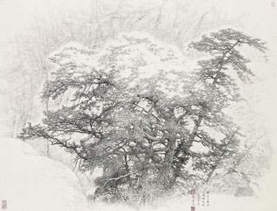 Old Pine on the Cliff