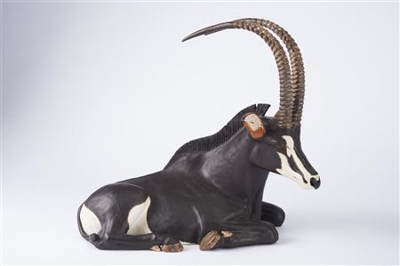 "Palanca Negra (Hippotragus niger)"