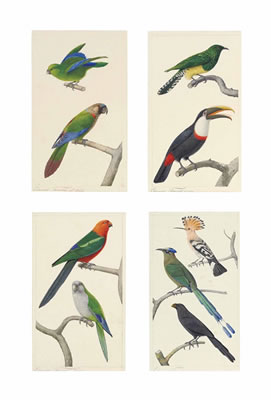 Exotic birds: Mexican parrotlet and Painted conure; Emerald cuckoo and Citron-throated Toucan; Green-winged king parrot and Monk parakeet; and Hoopoe, Blue crowned motmot, and Groove-billed ani (4)