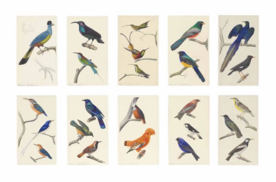 Studies of birds: Great blue tauraco; Paradise riflebird and Blue-throated bee eater; Long-tailed hummingbird, Crimson topaz hummingbird, and Green-throated mango hummingbird; Collared trogon and White-tailed trogon; Long-tailed glossy starling and Common by Edouard Travies - Auction record, sale price, and art valuation. Compare with similar artists and explore comparable artworks.