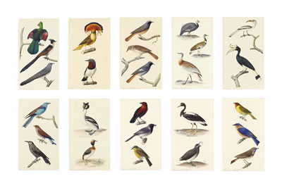 Studies of birds: Livingstone's tauraco, Red-winged crested cuckoo, and Common cuckoo; Royal flycatcher and Scarlet-spectacled wattle-eye; Common redstart, Nightingale, and Black redstart; Helmeted guinea