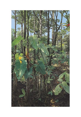 Philodendron