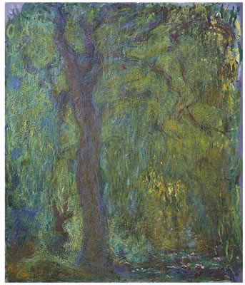 Saule pleureur