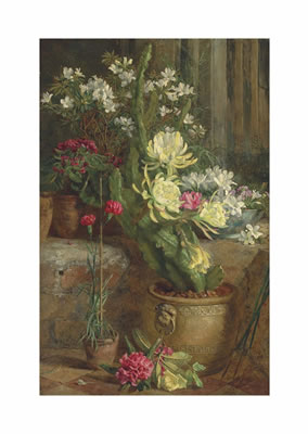 The flowering cactus