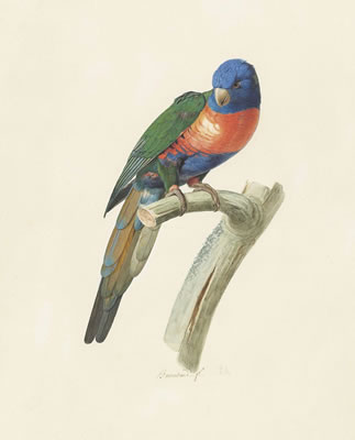 Male Rainbow Lorikeet (Tricholglossus haematodus) by Jacques Barraband - Auction record, sale price, and art valuation. Compare with similar artists and explore comparable artworks.