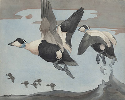 Eiderin flight