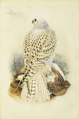Gyrfalcon by Joseph Wolf - Auction record, sale price, and art valuation. Compare with similar artists and explore comparable artworks.