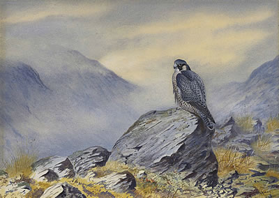 A peregrine falcon by Philip Rickman - Auction record, sale price, and art valuation. Compare with similar artists and explore comparable artworks.