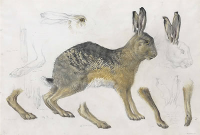 Hare, drawn at Aberdaron, Gwynedd by Mildred E Eldridge - Auction record, sale price, and art valuation. Compare with similar artists and explore comparable artworks.