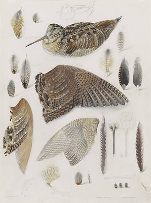 Studies of a woodcock and lapwing