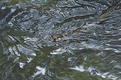 An otter amid the swirling currents