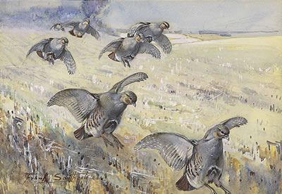 Sample artwork by Edward Southgate (1872 - 1916), known for natural history and travel book illustrations, wildfowl paintings - View similar artists and auction records