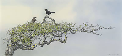 'Seashaped': Blackbirds singing on hawthorn branch