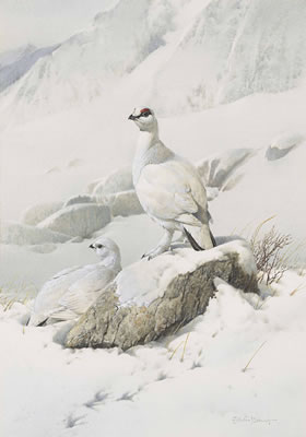 Ptarmigan in a winter landscape