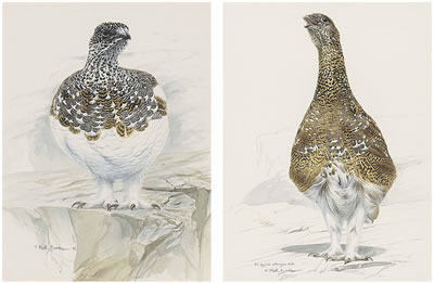 Ptarmigan in mid-plumage; and study of a 53-day old chick