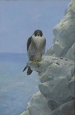 A peregrine falcon on a chalk cliff