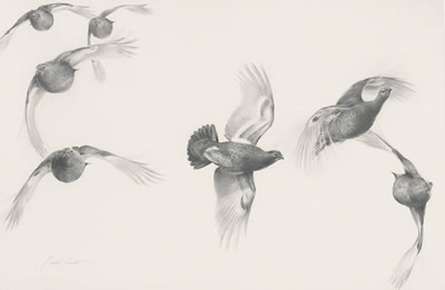 Studies of red grouse in flight