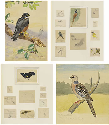 Collected field studies of birds, including crows, orioles, tailor birds, hoopoe, tree sparrow, greenfinches, including many Ceylonese subjects
