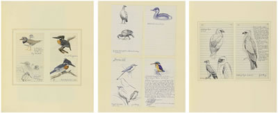 Collected field studies of English and Rhodesian birds, including: racket-tailed roller, black eagle, steppe buzzard, malachite kingfisher, dabchick, African scops owl and crested barbet