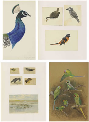 Two albums of field studies, many in Ceylon, the majority of birds including: I) peacock; gulls; owl; chucker, bittern snipe and II) parrots, pygmy cormorant, swallow, India roller, peacock crow, laughing thrush, owls by George Morrison Reid Henry - Auction record, sale price, and art valuation. Compare with similar artists and explore comparable artworks.