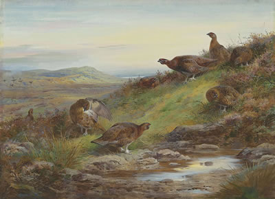 A covey of red grouse by a spring