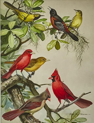 Birds in Magnolia, 1949