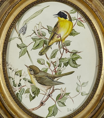 Common Yellowthroat, 1948