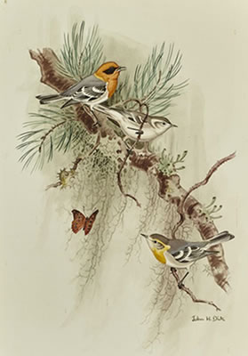 Olive Warblers with Butterfly