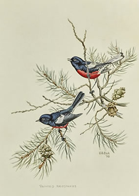 Painted Redstarts, 1948 AND Warblers, 1949 (2)