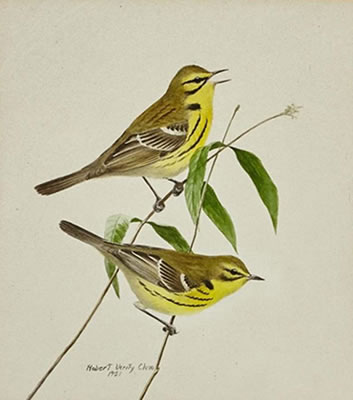 Warblers, 1951