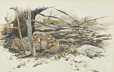 Quail Huddle, 1969