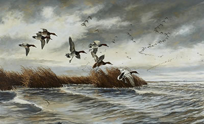 Canvasbacks