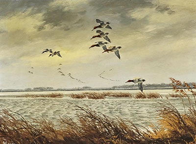 Passing the Point - Canvasbacks