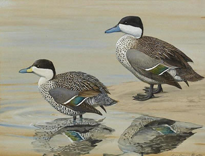 Two Teal, 1923