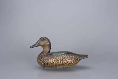Blue-Winged Teal Hen