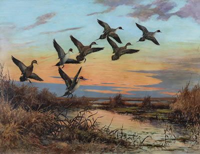 Break of Day - Pintails