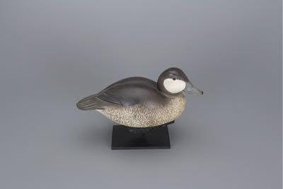 Ruddy Duck