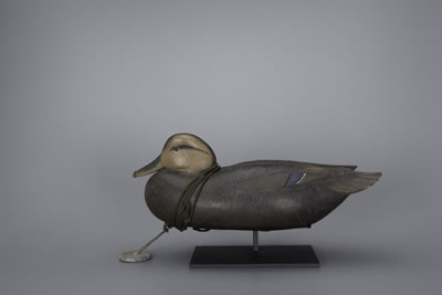 Black Duck