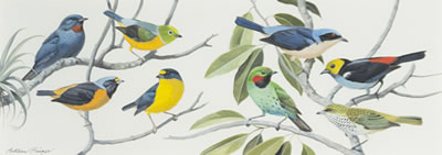 Tanagers and Euphonia by Arthur Singer - Auction record, sale price, and art valuation. Compare with similar artists and explore comparable artworks.