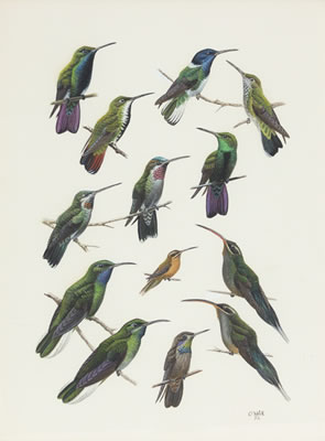 Hummingbirds