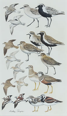 Plovers and Turnstones by Arthur Singer - Auction record, sale price, and art valuation. Compare with similar artists and explore comparable artworks.