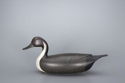 The English Pintail Drake