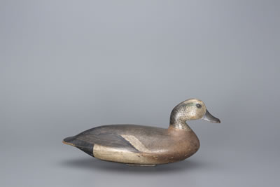 Wigeon Drake